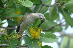 Friarbird, Little, 2007-12242477 Pine Creek, NT